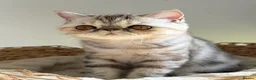 Exotic cats for sale: Gorgeous GCCF reg. kittens from Champions parents  - Advert 6