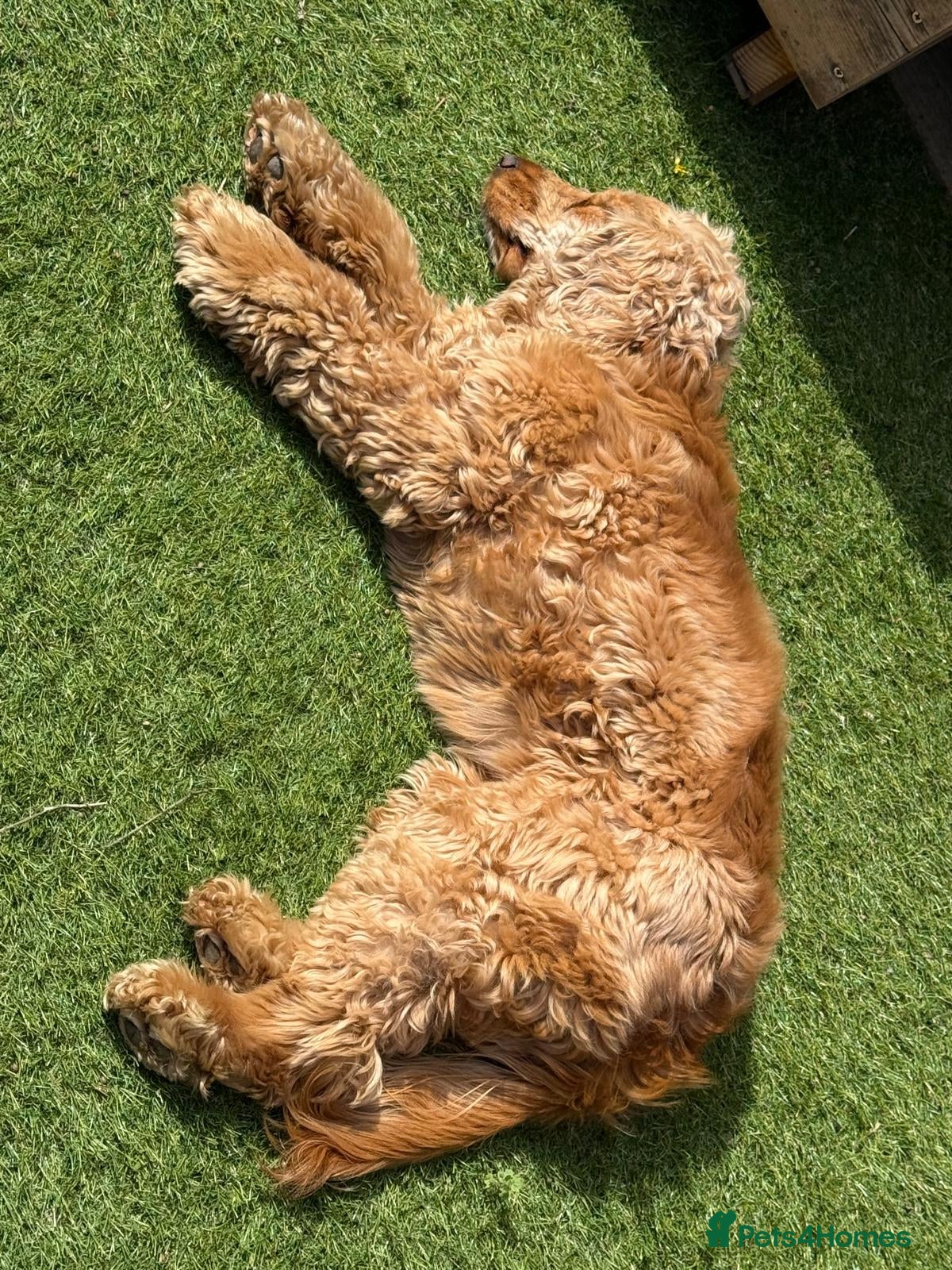 Cocker Spaniel dogs for sale: Golden working cocker spinel  - Advert 3
