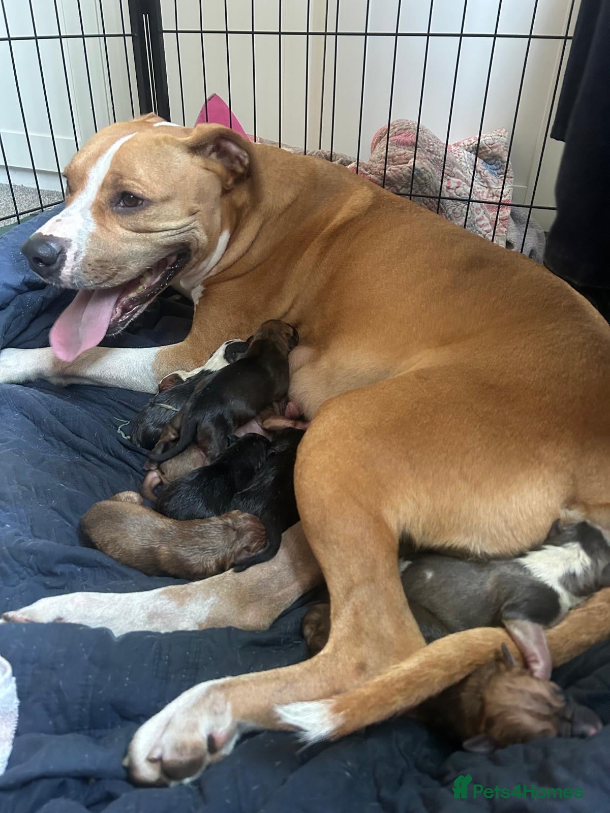 American Bulldog dogs 🐶 American Bulldog Puppies For Sale 🐶 - Advert 16