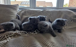 British Shorthair cats for sale: BRITISH SHORTHAIR KITTENS  - Image 23