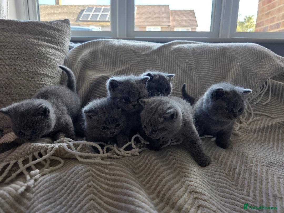 British Shorthair cats for sale: BRITISH SHORTHAIR KITTENS  - Image 23