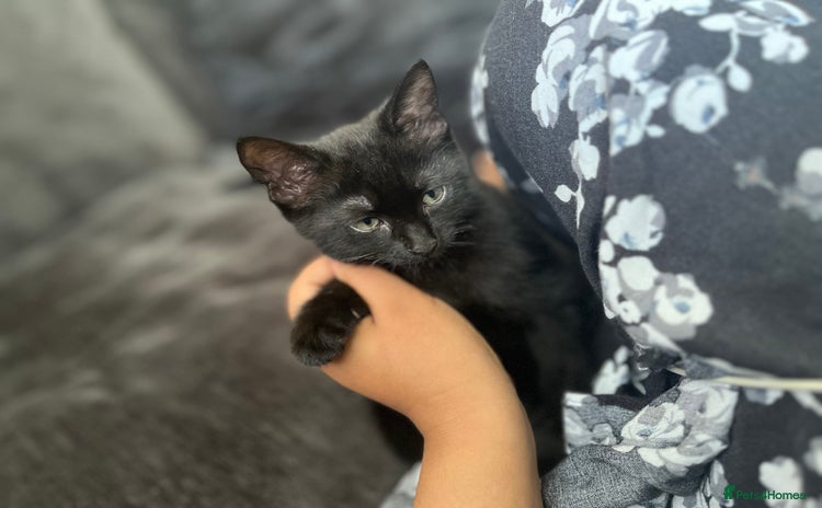 British Shorthair cats Midnight  - Advert 1