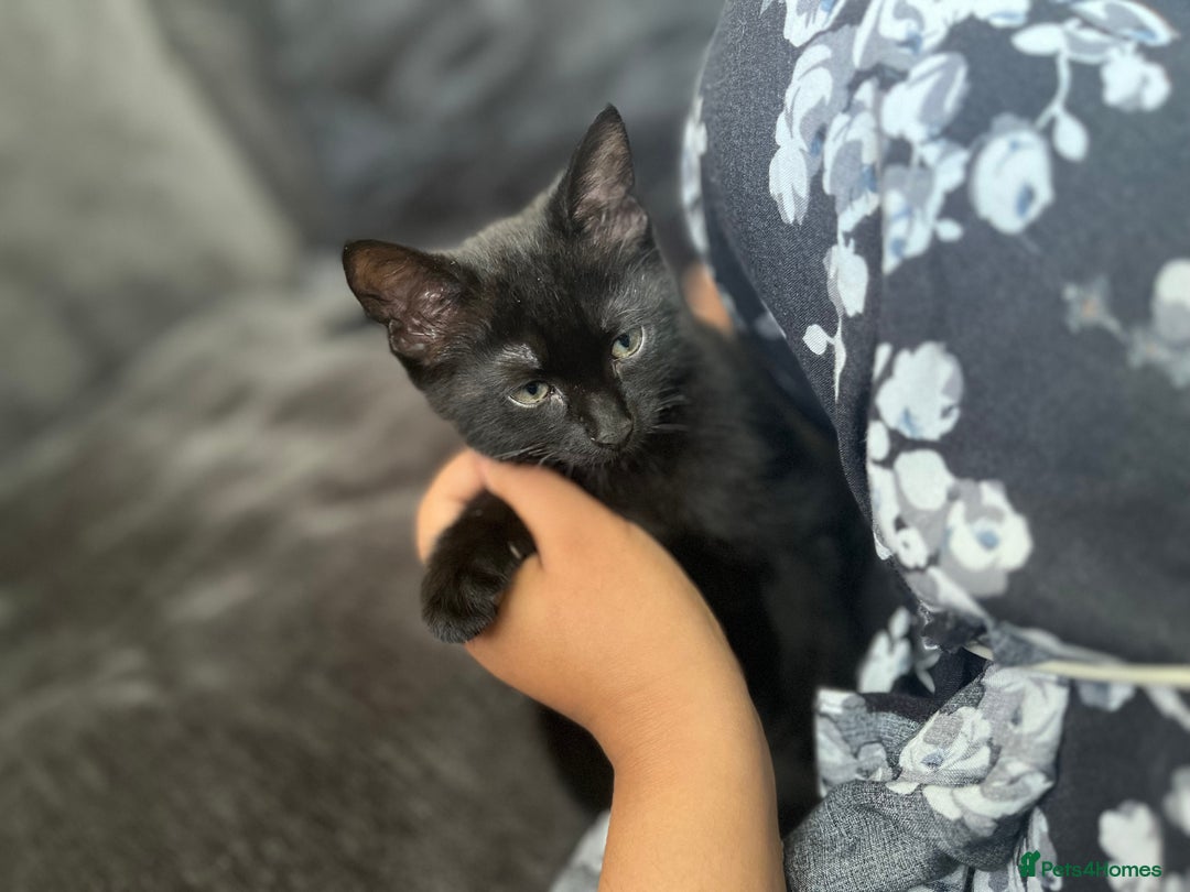 British Shorthair cats for sale: Midnight  - Advert 1