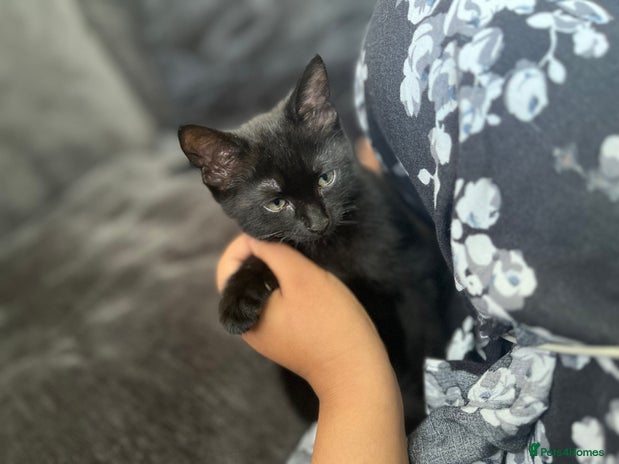 British Shorthair cats Midnight - Advert 1