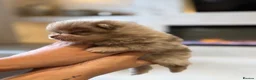 Pomeranian dogs for sale: Lilac Chocolate Merle Babies  - Advert 4