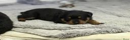 Rottweiler dogs for sale: Chunky Rottweilers  - Advert 7