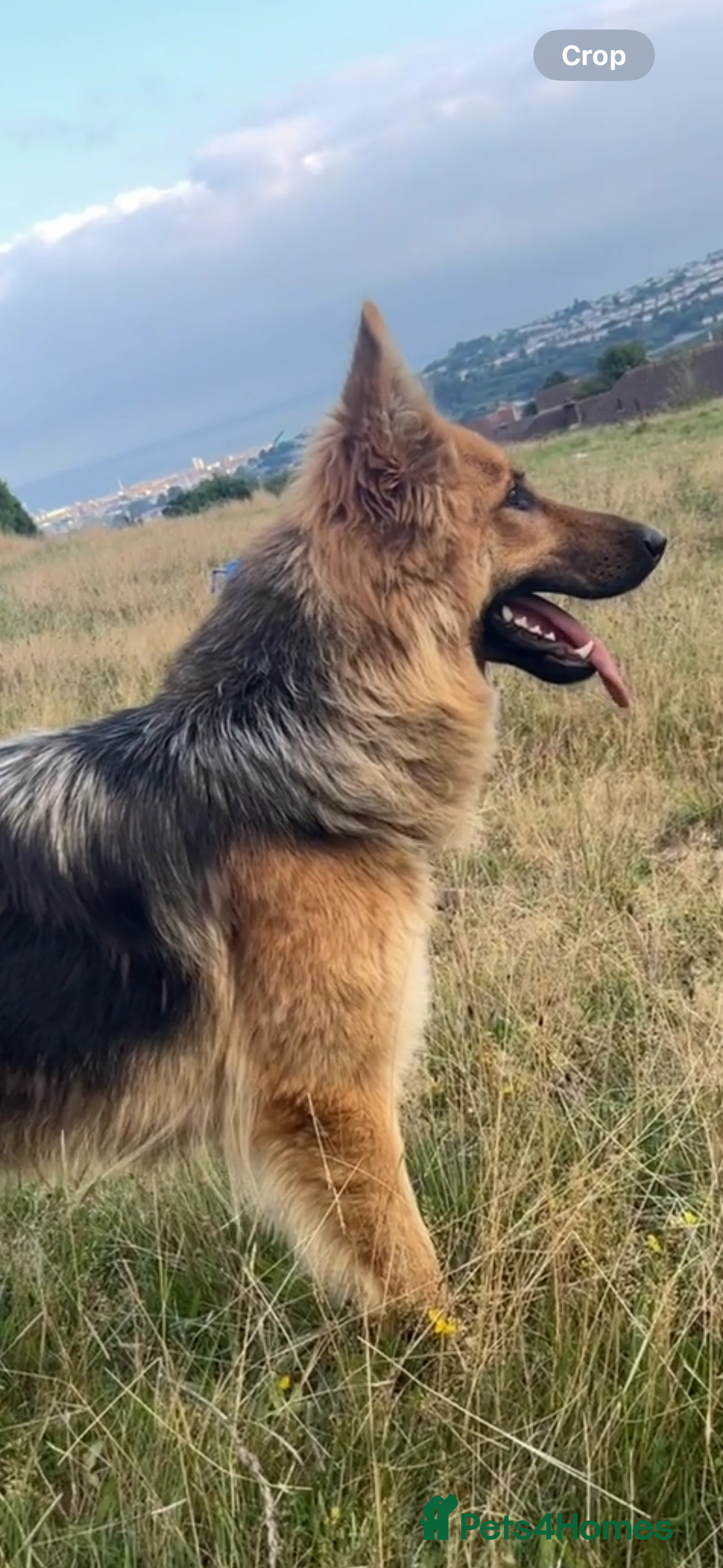 German Shepherd dogs for sale: German shepherd puppies  - Image 2