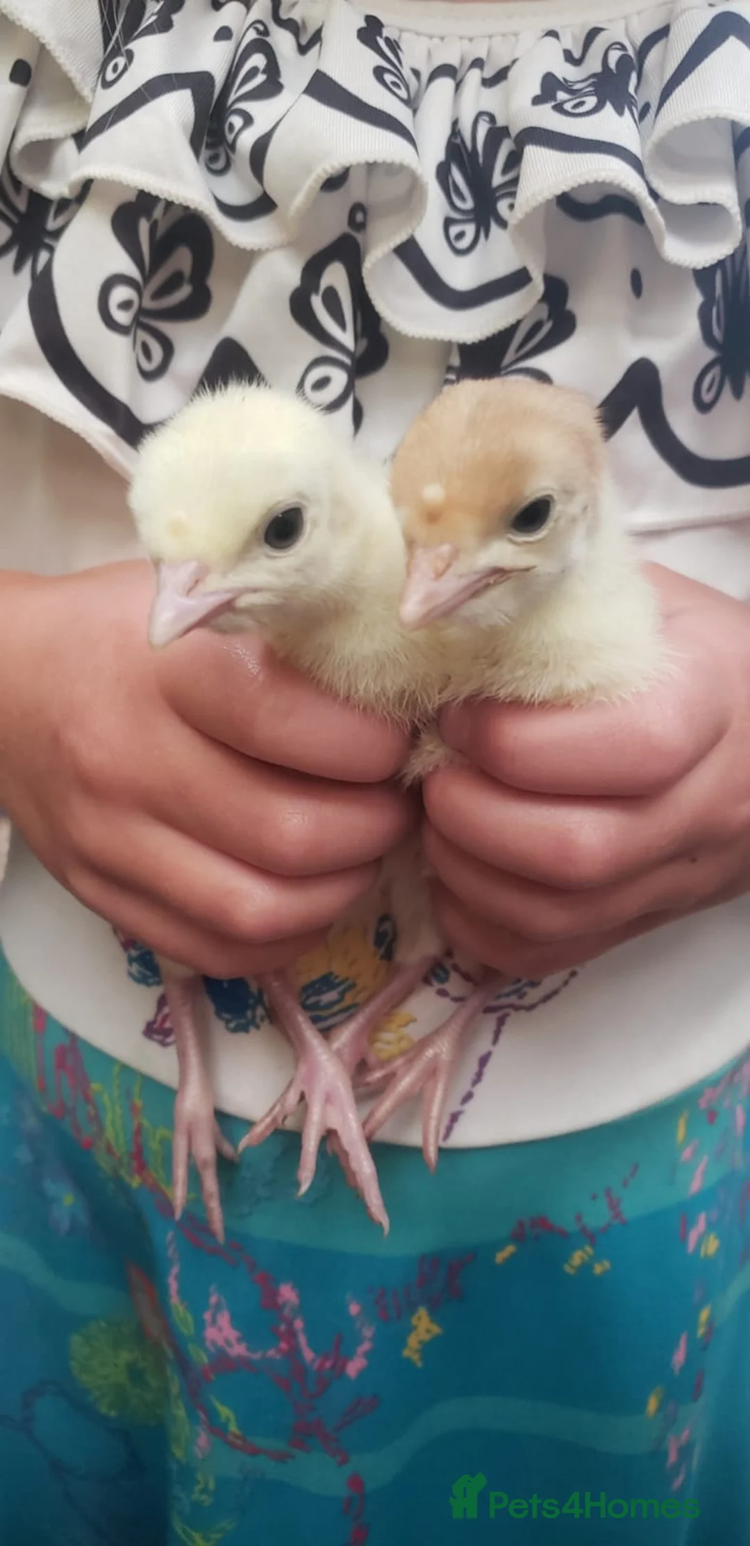 Turkeys poultry for sale: Turkey Chicks Available, pure colours - Advert 7