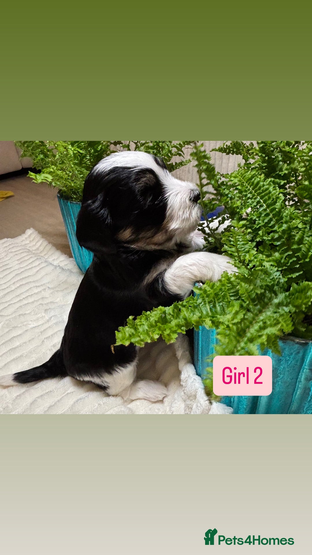 Havanese dogs for sale: 9 Beautiful Havanese Pedigree Puppies  - Advert 28