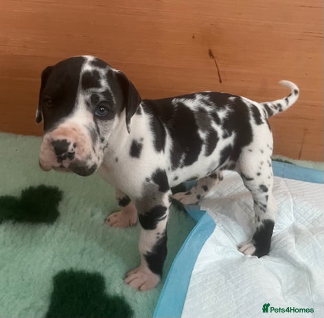 Great Dane dogs - Advert 4