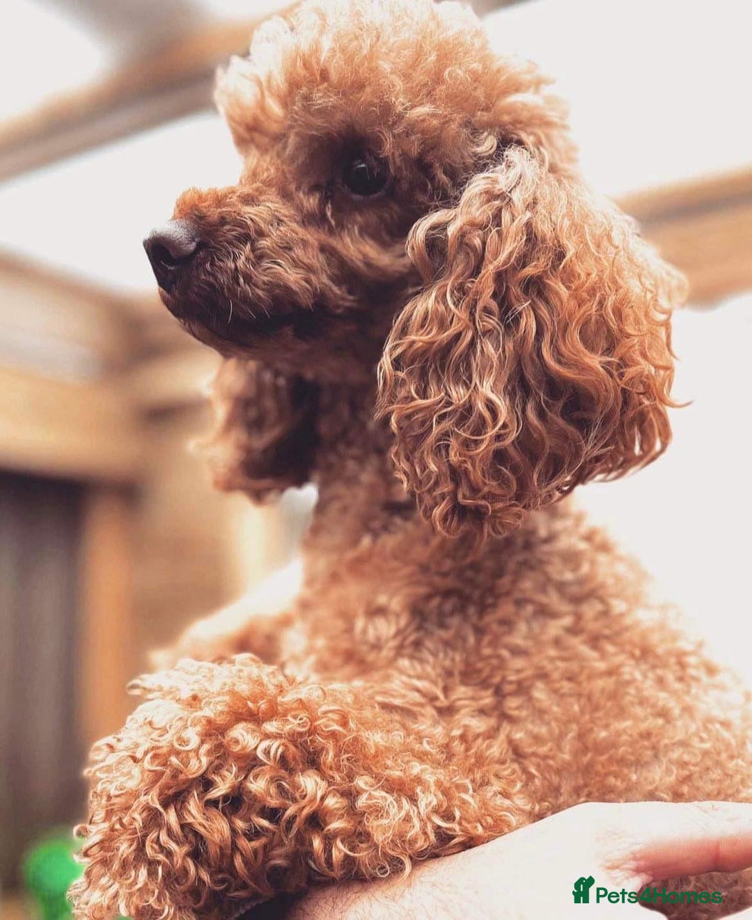 Labradoodle dogs for sale: Beautiful Miniature labradoodles  - Image 7