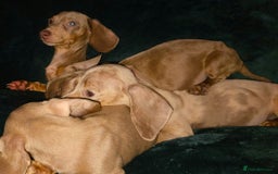 Miniature Dachshund dogs for sale: adorable littel puppies - Image 5