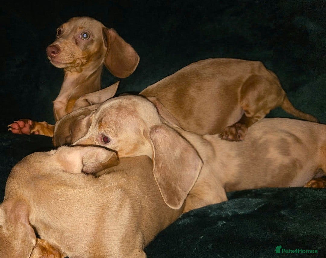 Miniature Dachshund dogs for sale: adorable littel puppies - Image 5