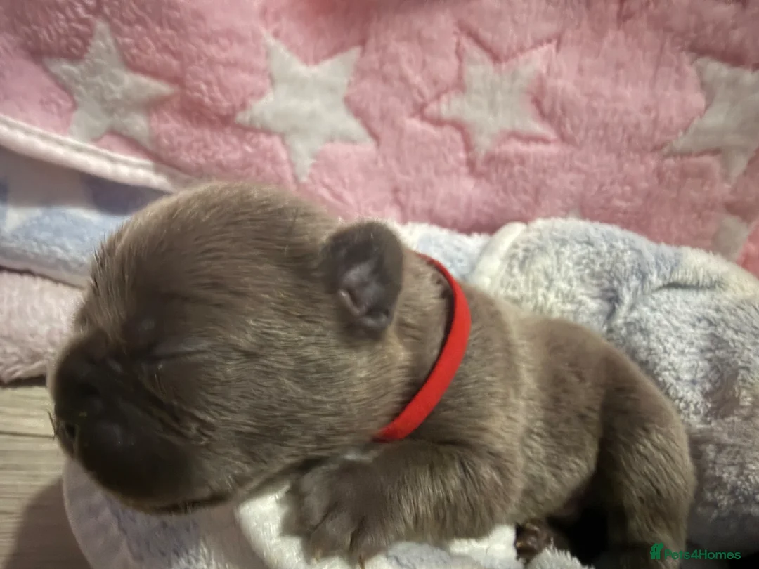 French Bulldog dogs for sale: French bulldog Puppies  in Worksop - Advert 2