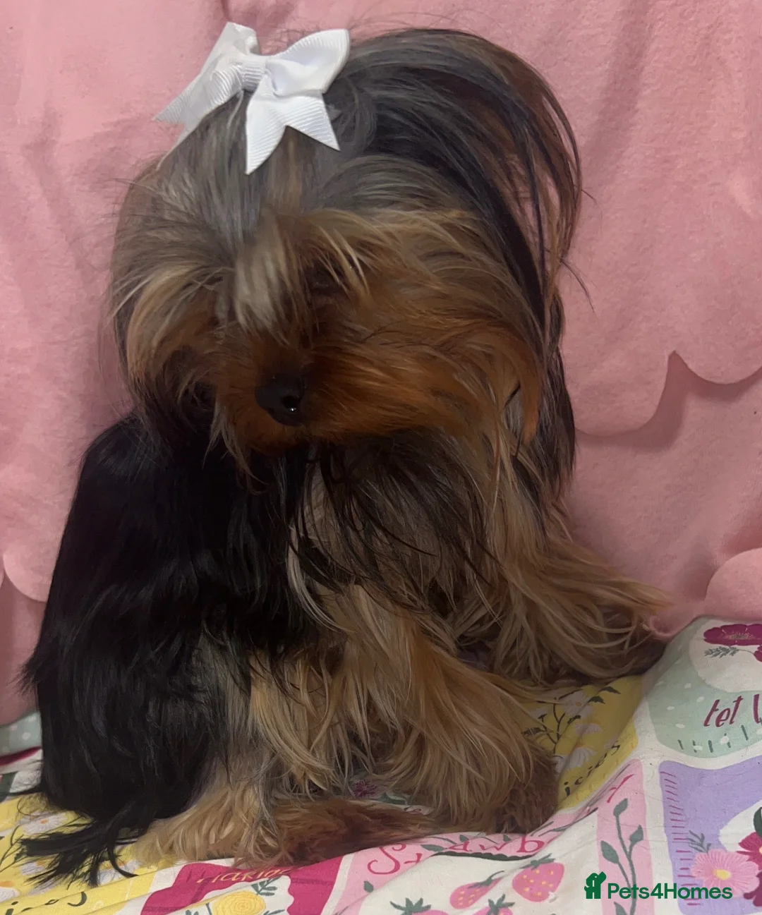Chorkie dogs for sale: 1 beautiful Chorkie female  - Advert 2