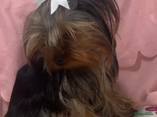 Chorkie dogs 1 beautiful Chorkie female - Advert 13