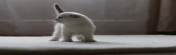 Scottish Fold cats for sale: Scottish fold - Advert 4