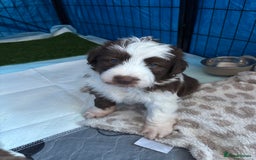 Bearded Collie dogs for sale: Bearded cross x border collie puppies  - Advert 8