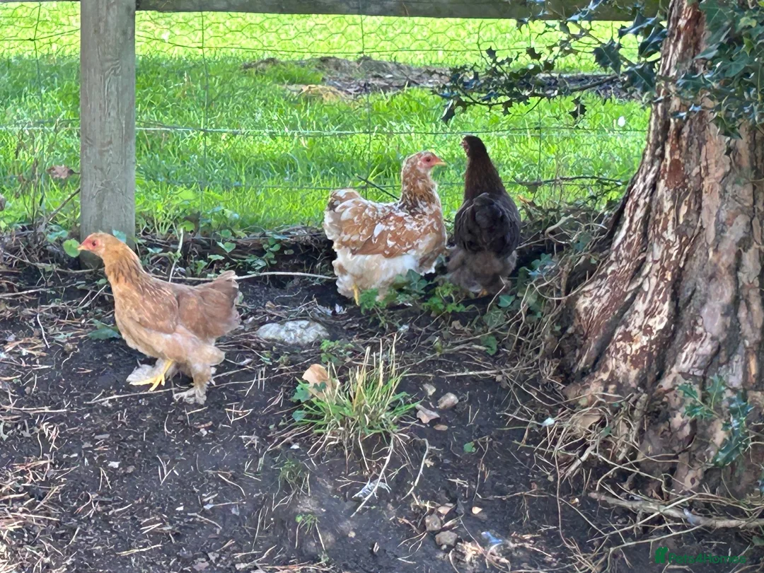 Chickens poultry for sale: Pekin hens / silky chick - Advert 1