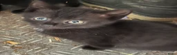 Mixed Breed cats for sale: Beautiful black kittens - Advert 2
