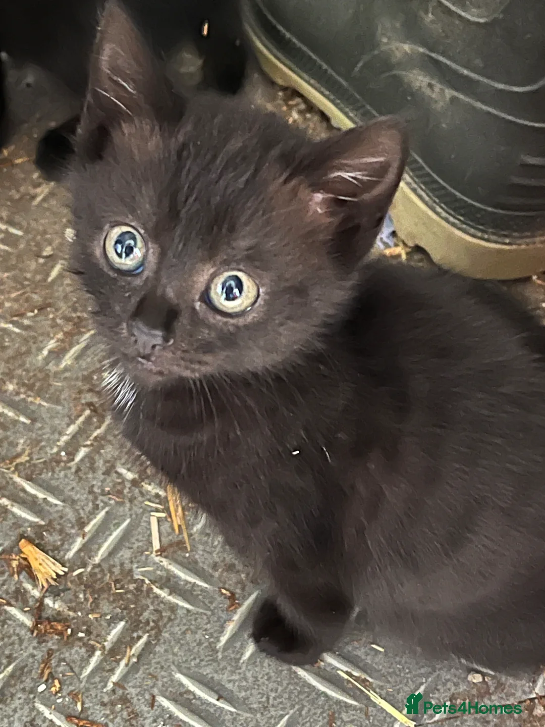 Mixed Breed cats for sale: Beautiful black kittens - Advert 2