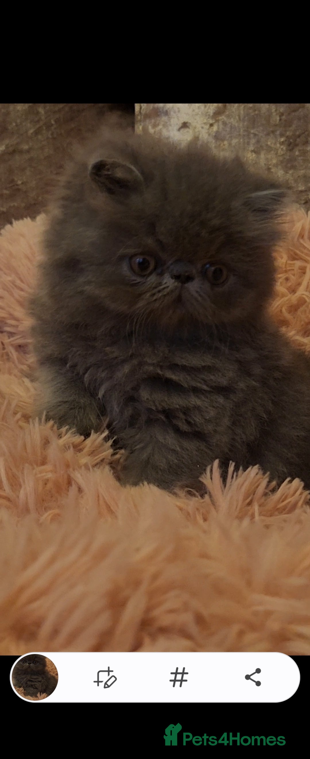 Exotic cats for sale: OUTSTANDING  QUALITY EXOTIC  KITTENS - Image 10