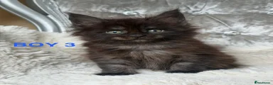 Maine Coon 3