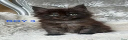 Maine Coon cats for sale: ONLY 2 LEFT SHOW QUALITY MAINE COON KITTENS - Advert 28