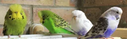 Budgerigars birds for sale: Budgies  in Sleaford - Advert 19