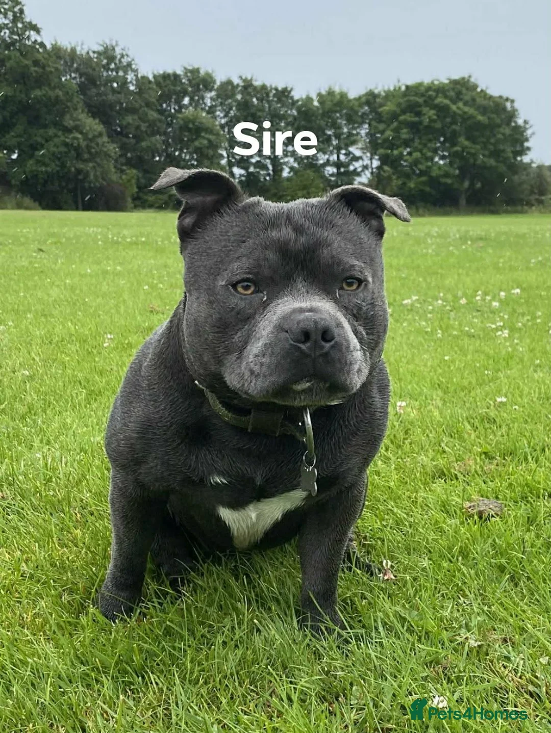 Staffordshire Bull Terrier dogs for sale: Blue/Black Staffordshire Bull Terrier Puppies - Advert 8