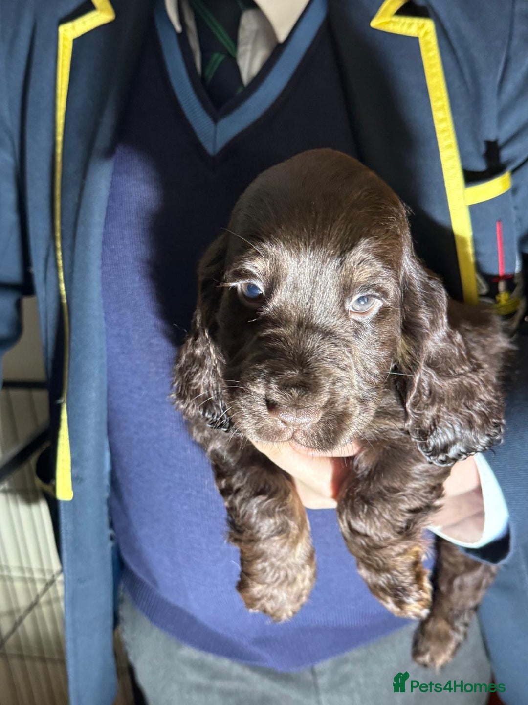 Cocker Spaniel dogs for sale: KC Registered Show Type Cocker Spaniels - Advert 16