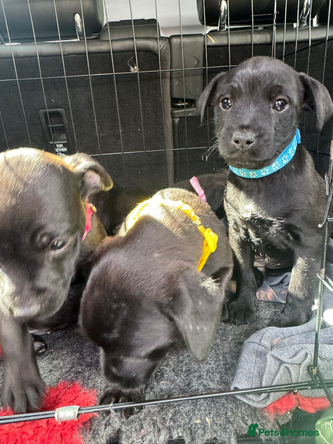 Patterdale Terrier dogs for sale: Pretty Patterdale Puppies  - Image 14