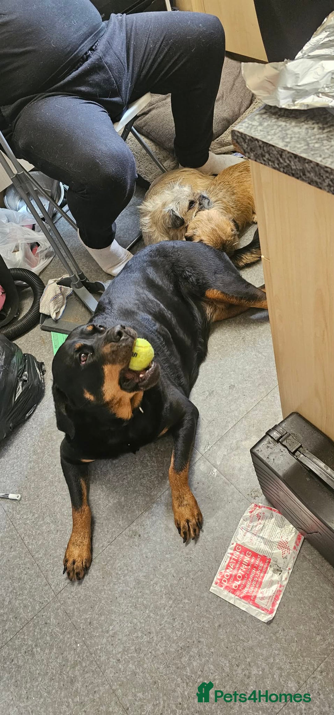 Rottweiler dogs for sale: Rottweiler  - Advert 4