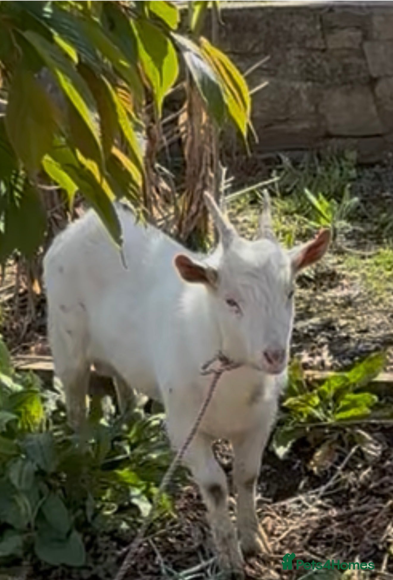 Mixed Breed livestock Pet goat for sale  - Advert 6