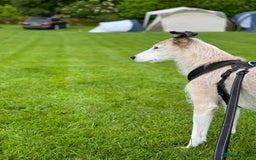 Lurcher dogs for sale: 7-8 year old Lurcher, My best friend.  - Advert 5