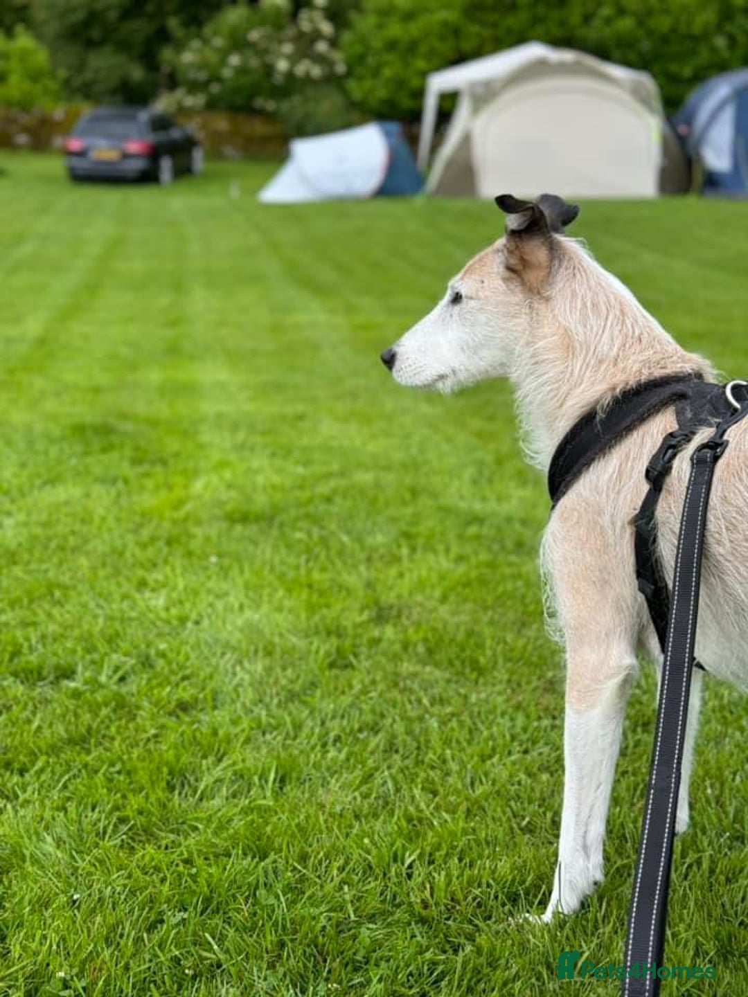 Lurcher dogs for sale: 7-8 year old Lurcher, My best friend.  - Advert 5