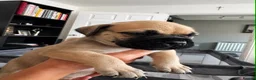 Bullmastiff dogs for sale: Bullmastiff Puppies Available - Advert 15