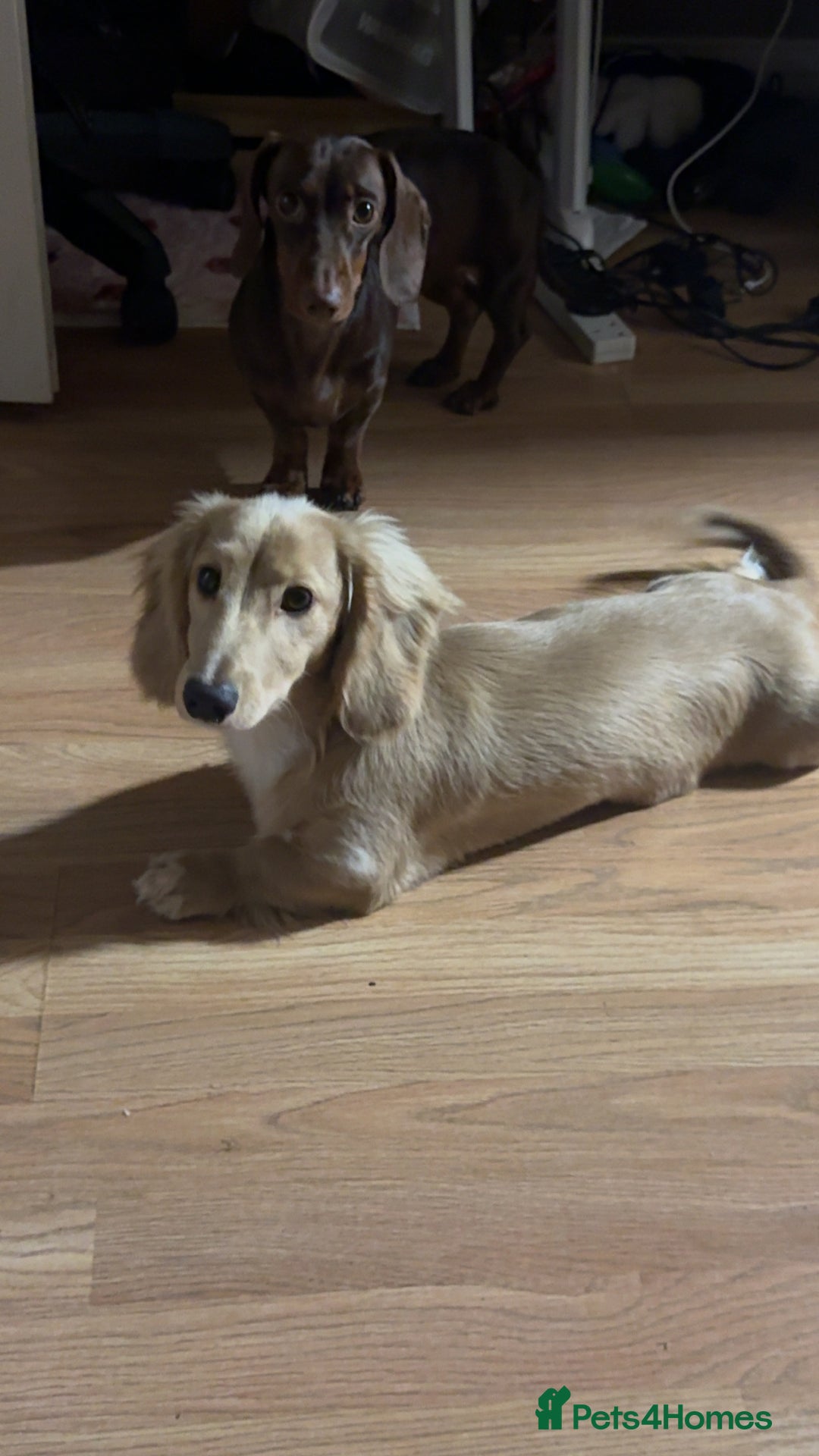 Miniature Dachshund dogs for sale: Long haired cream miniature dachshund  - Advert 6