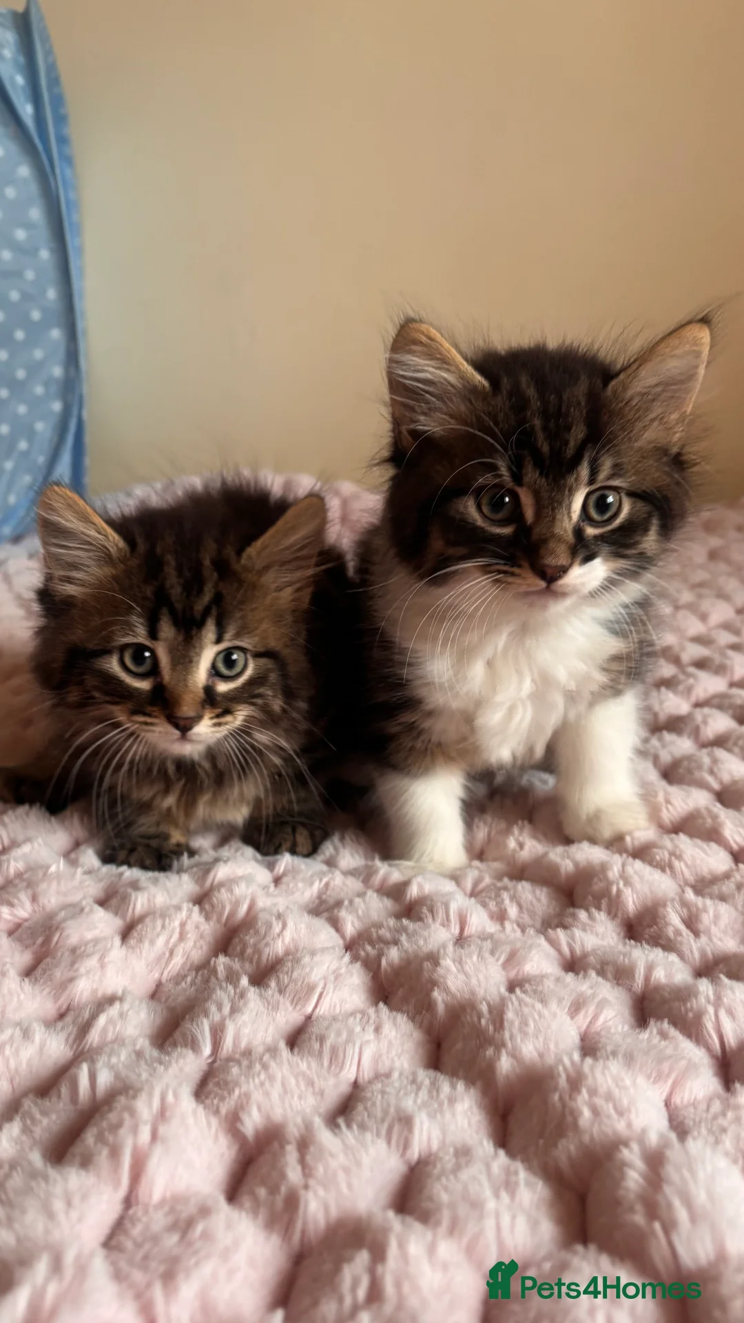 Mixed Breed cats for sale: Beautiful British Short Hair Cross Kittens  - Advert 1
