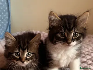 Mixed Breed cats Beautiful British Short Hair Cross Kittens - Advert 2