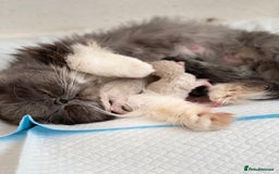 Persian cats for sale: Full pedigree Persian kittens available  - Image 16