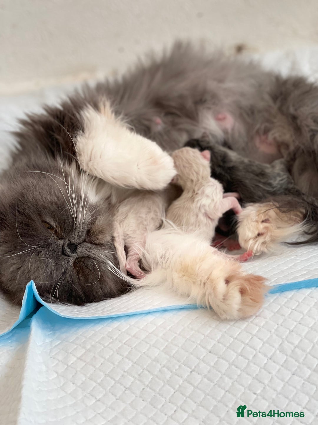 Persian cats for sale: Full pedigree Persian kittens available  - Image 16