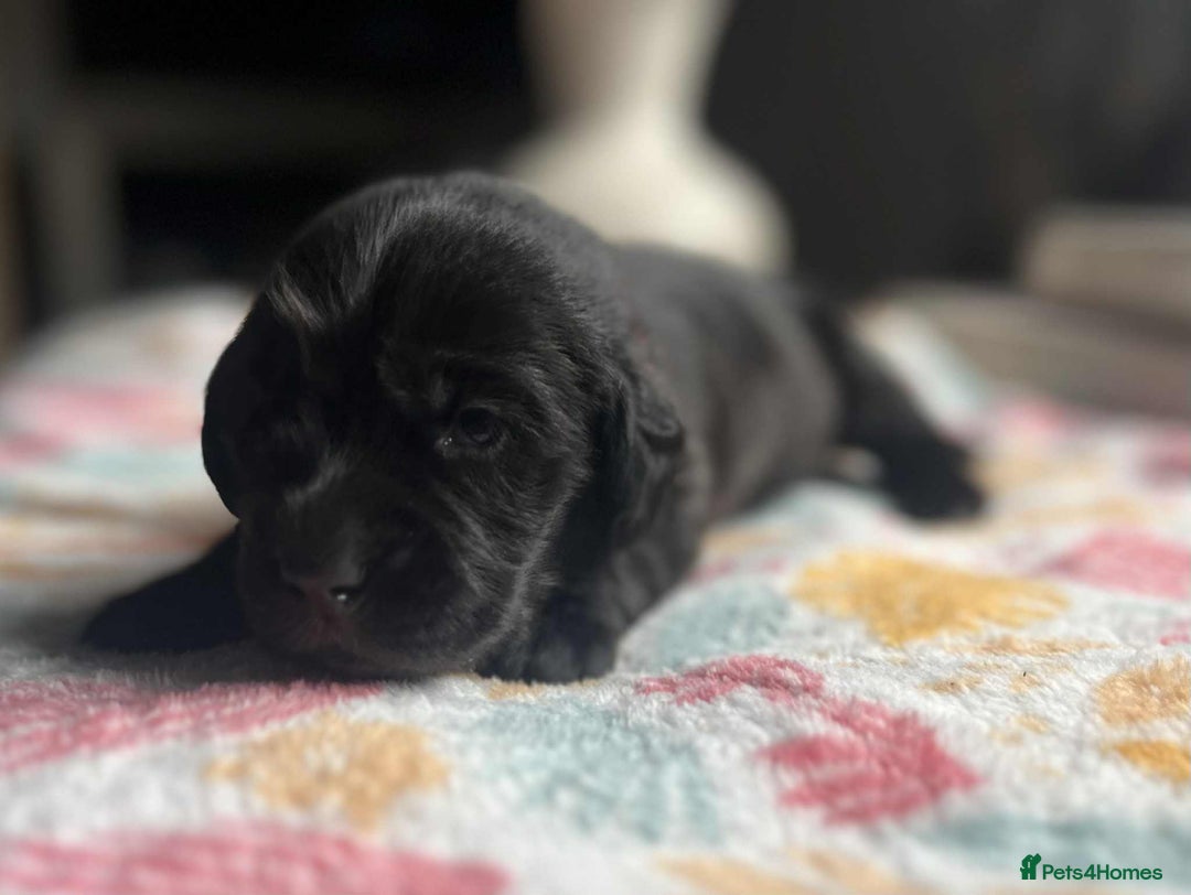 Labradoodle dogs for sale: Miniature Labradoodles  - Image 8