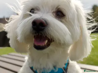 Maltese dogs Maltese Males (for Stud) in Durham - Advert 8