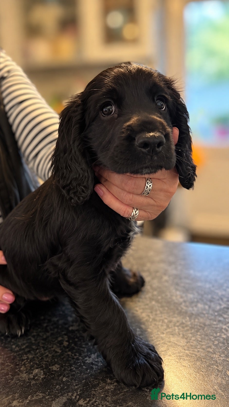 English Springer Spaniel dogs English springer spaniel puppies for sale - Advert 1
