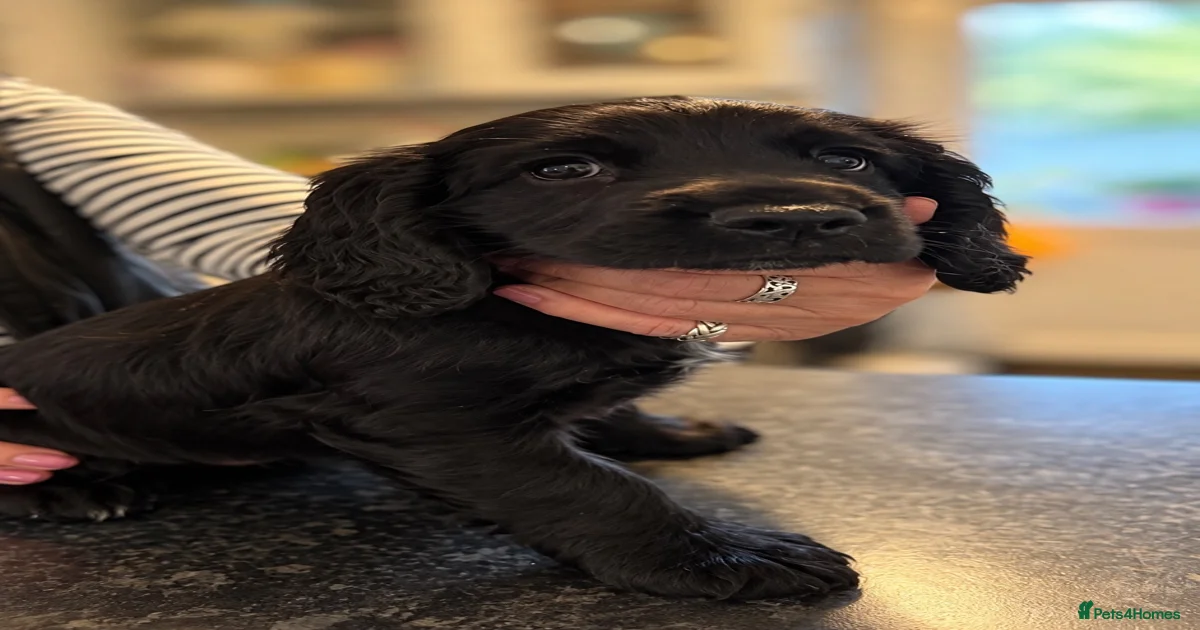 English springer spaniel English Springer Spaniel Puppies for sale ...