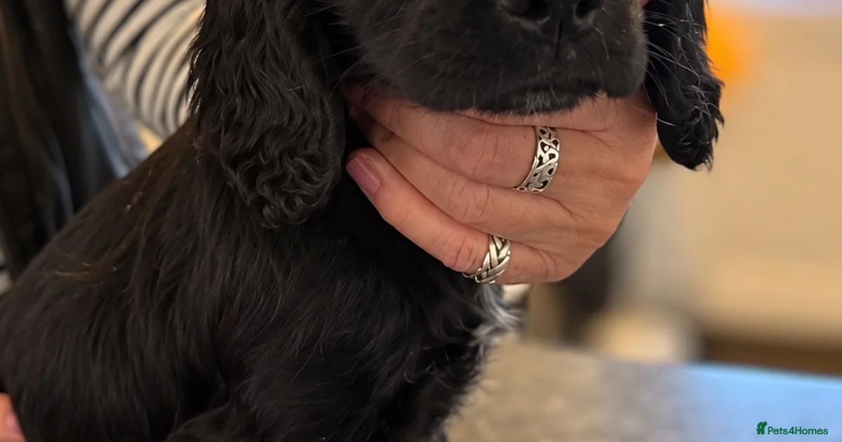 Springy Spaniel Springer spaniel puppies English Springer Spaniel Puppies for sale ...
