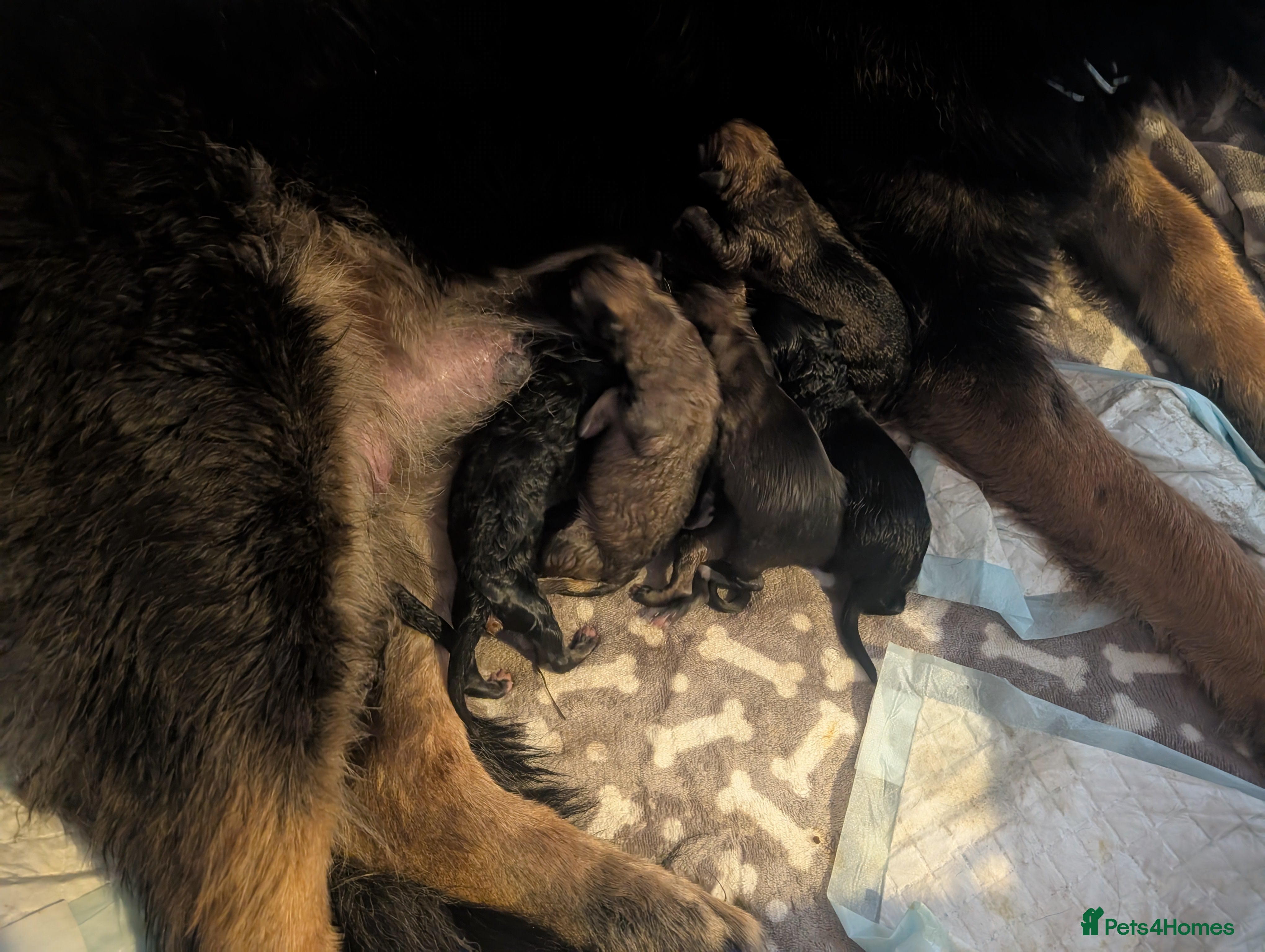 Mixed Breed dogs Mali X Alsatian and Caucasian X Alsatian. - Advert 3