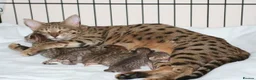 Savannah cats for sale: Savannah kitten - Advert 2