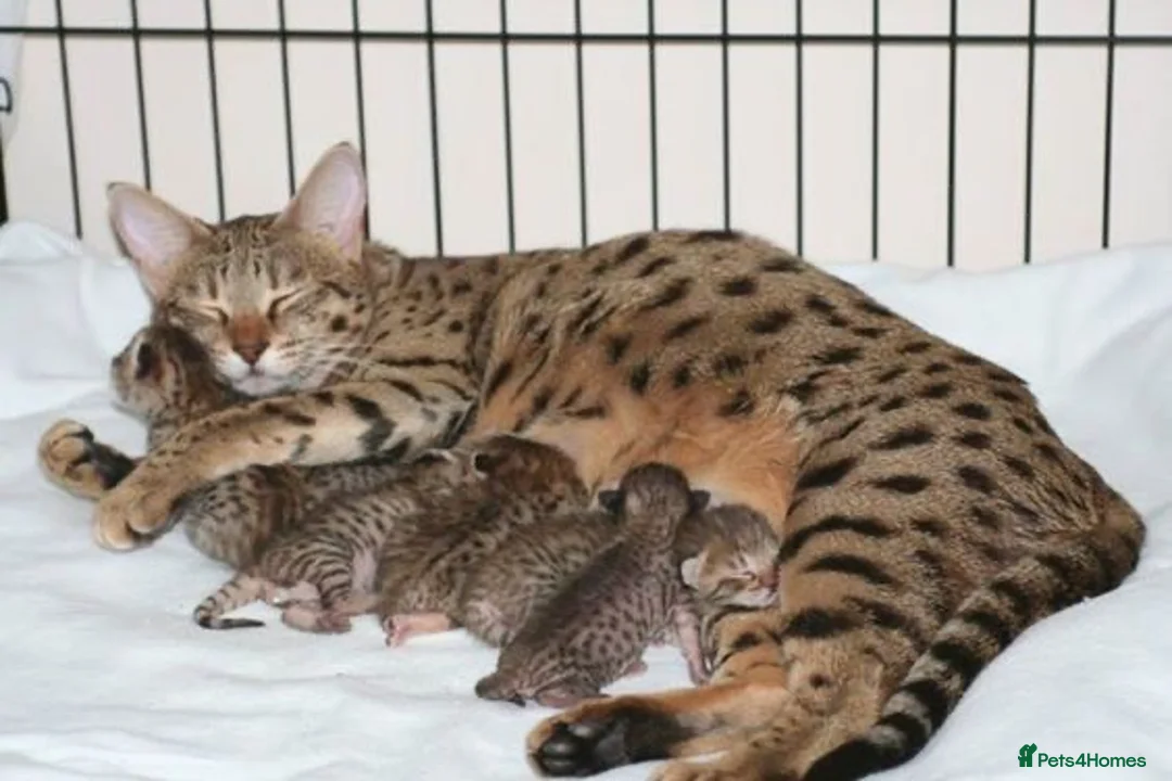 Savannah cats for sale: Savannah kitten - Advert 2